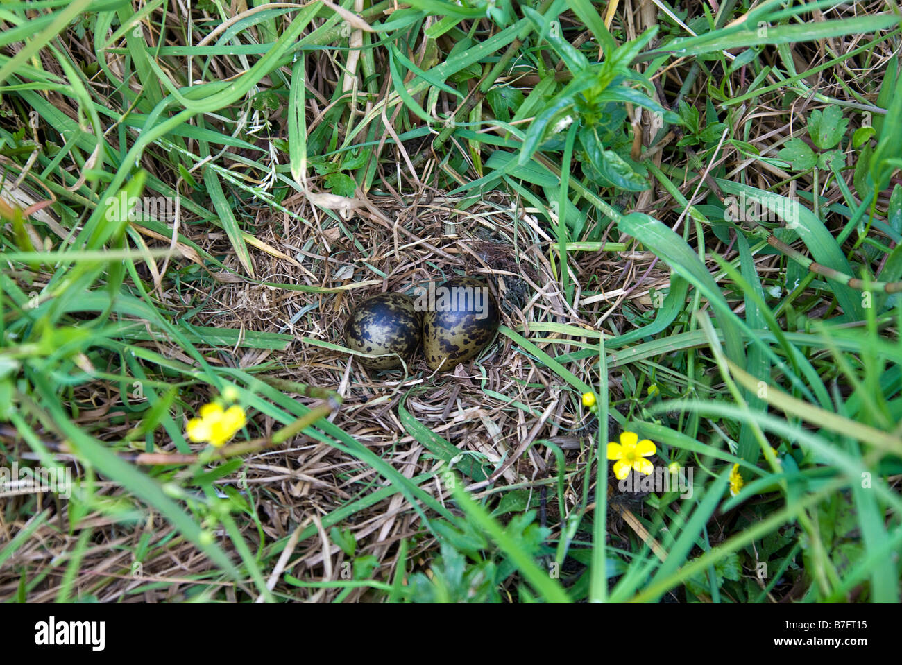 Nest and eggs of a White-winged Black Tern, (Chlidonias leucopterus) Stock Photo