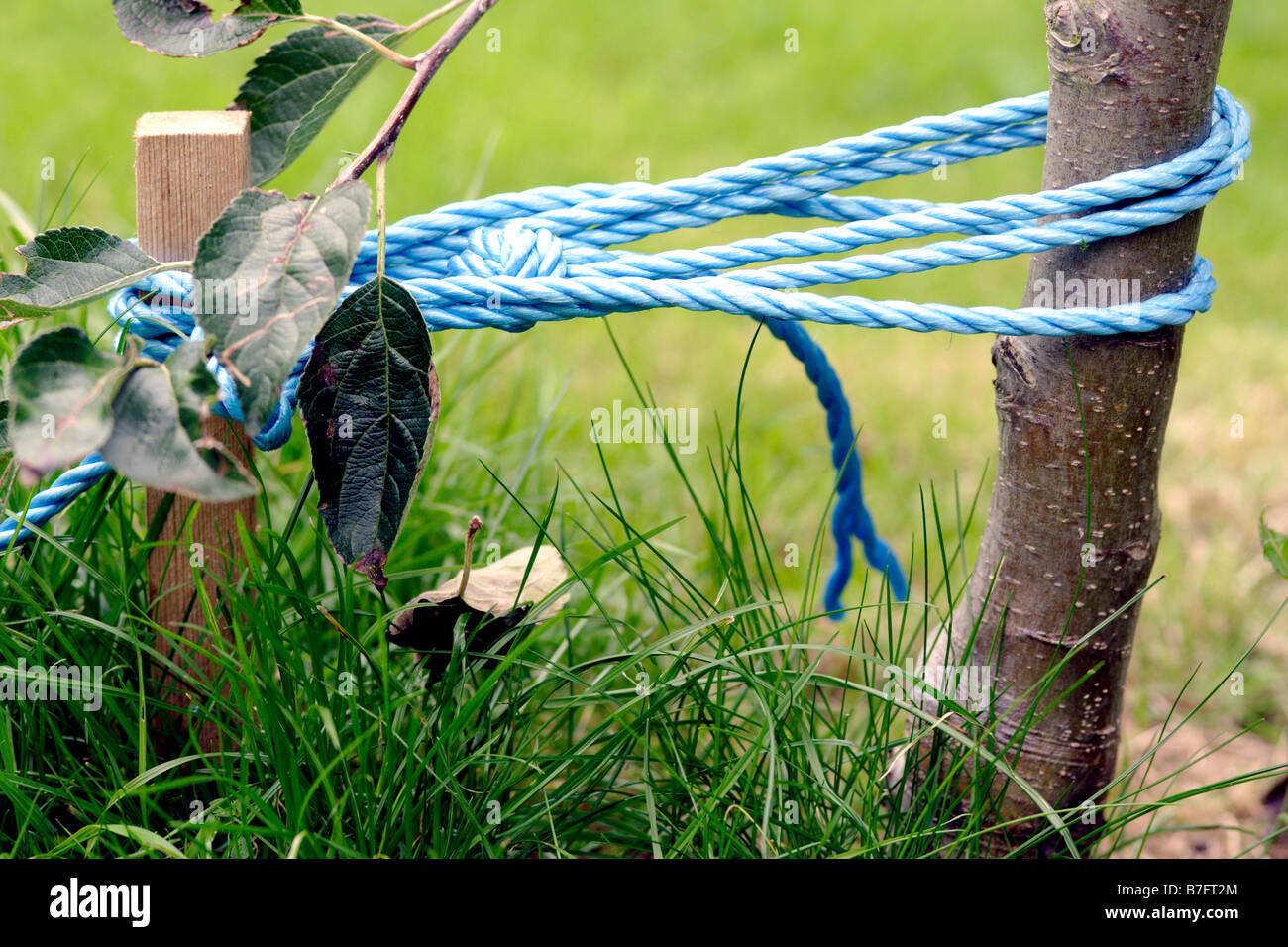 Stake and rope supporting young apple tree, England, UK Stock Photo
