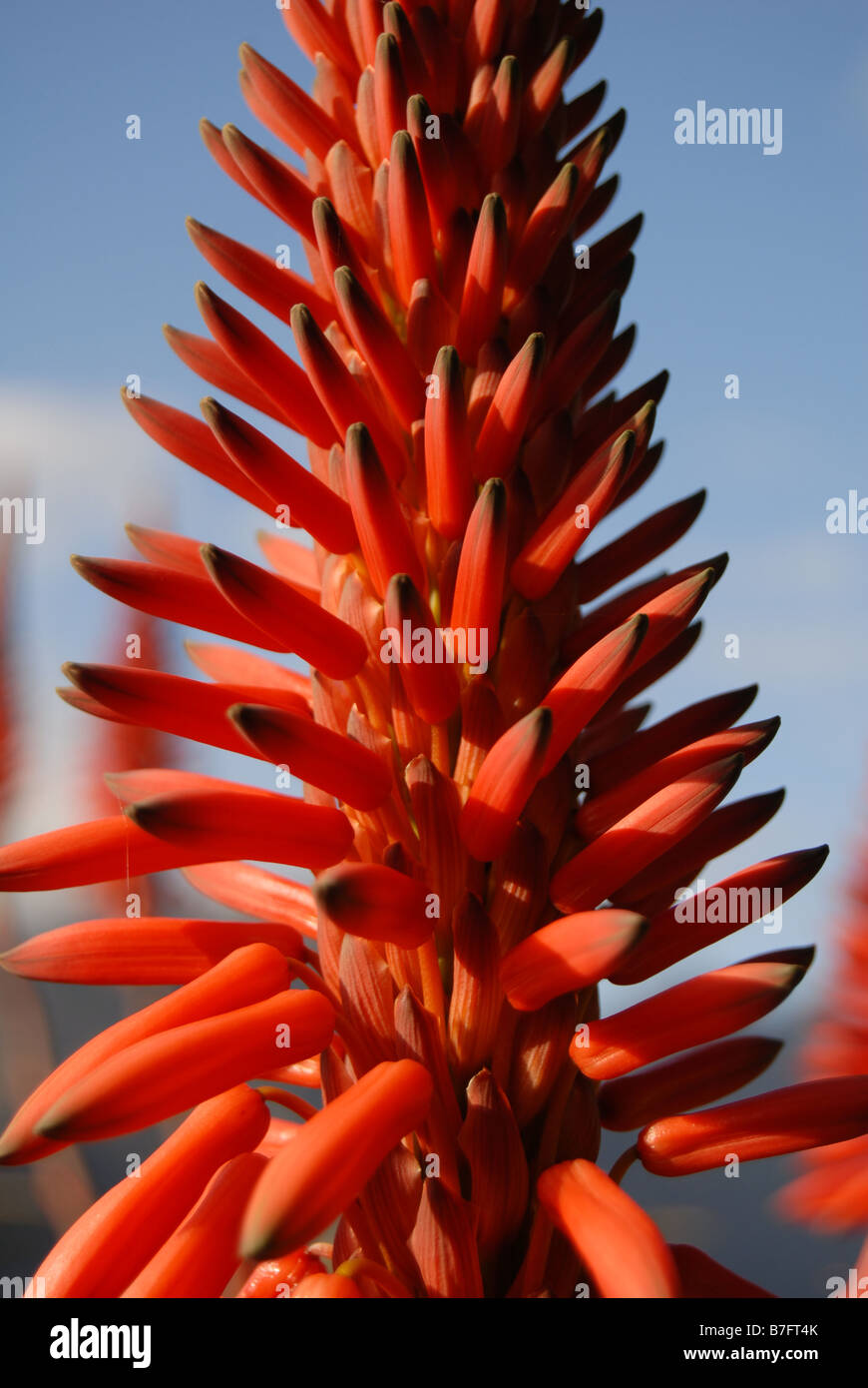 Sword Aloe , close up view of a Flower growing wild and found in North Africa and Madeira in Portugal Stock Photo