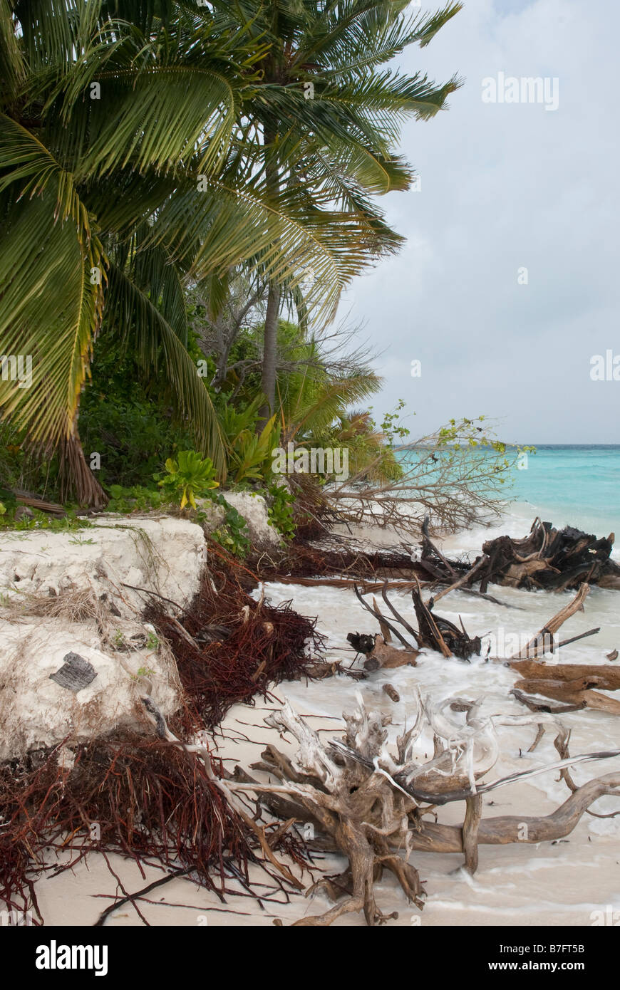 Tropical plants falling into the ocean as a tropical island is eroded away by the sea. Stock Photo