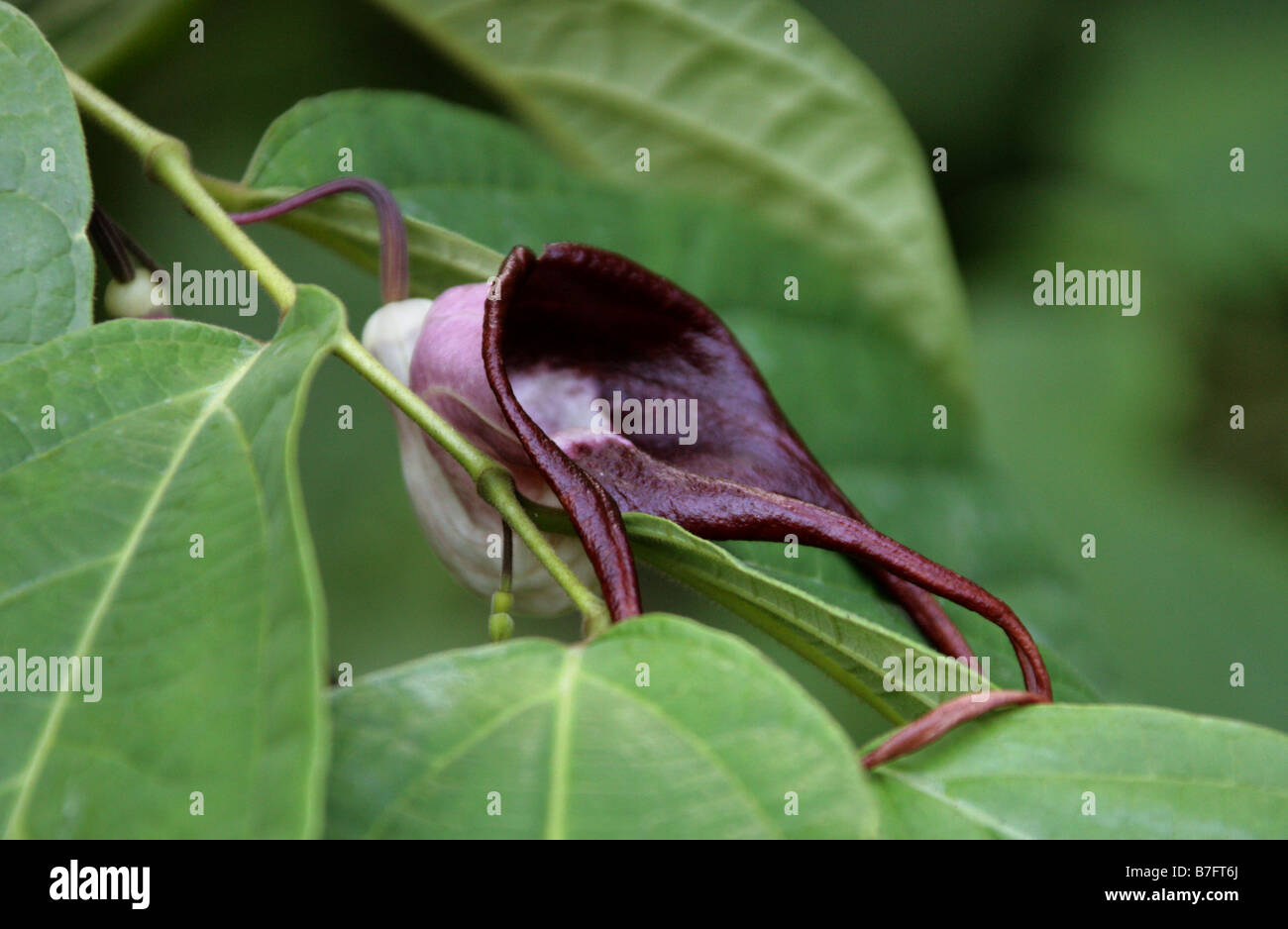 Birthwort, Snakeroot, Duckflower, Pipevine or Dutchmans Pipe, Aristolochia tricaudata. Central America, Mexico Stock Photo