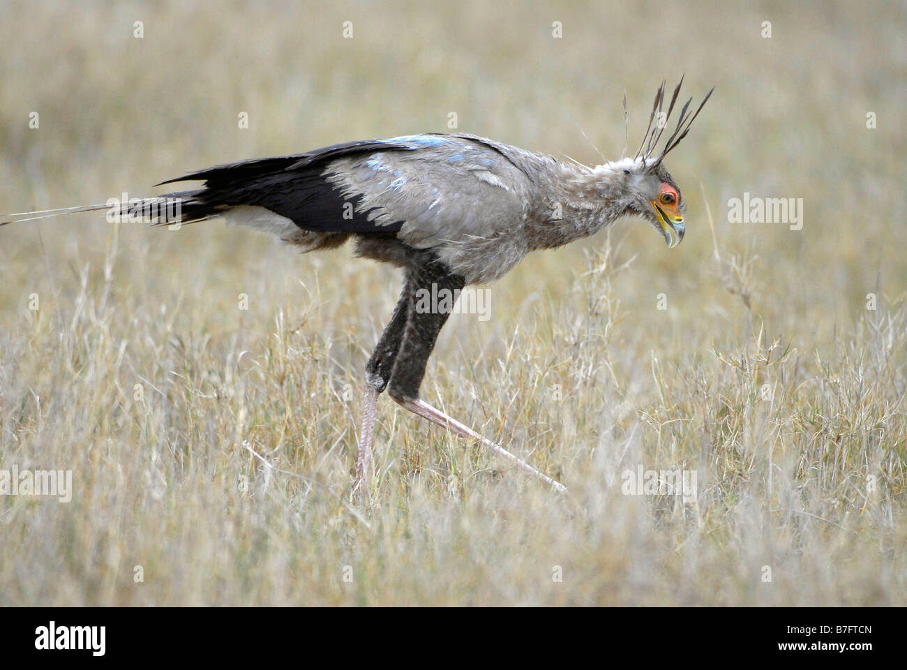 Secretary bird scanning grasslands of Addo Elephant National park for snakes and reptiles to eat Stock Photo