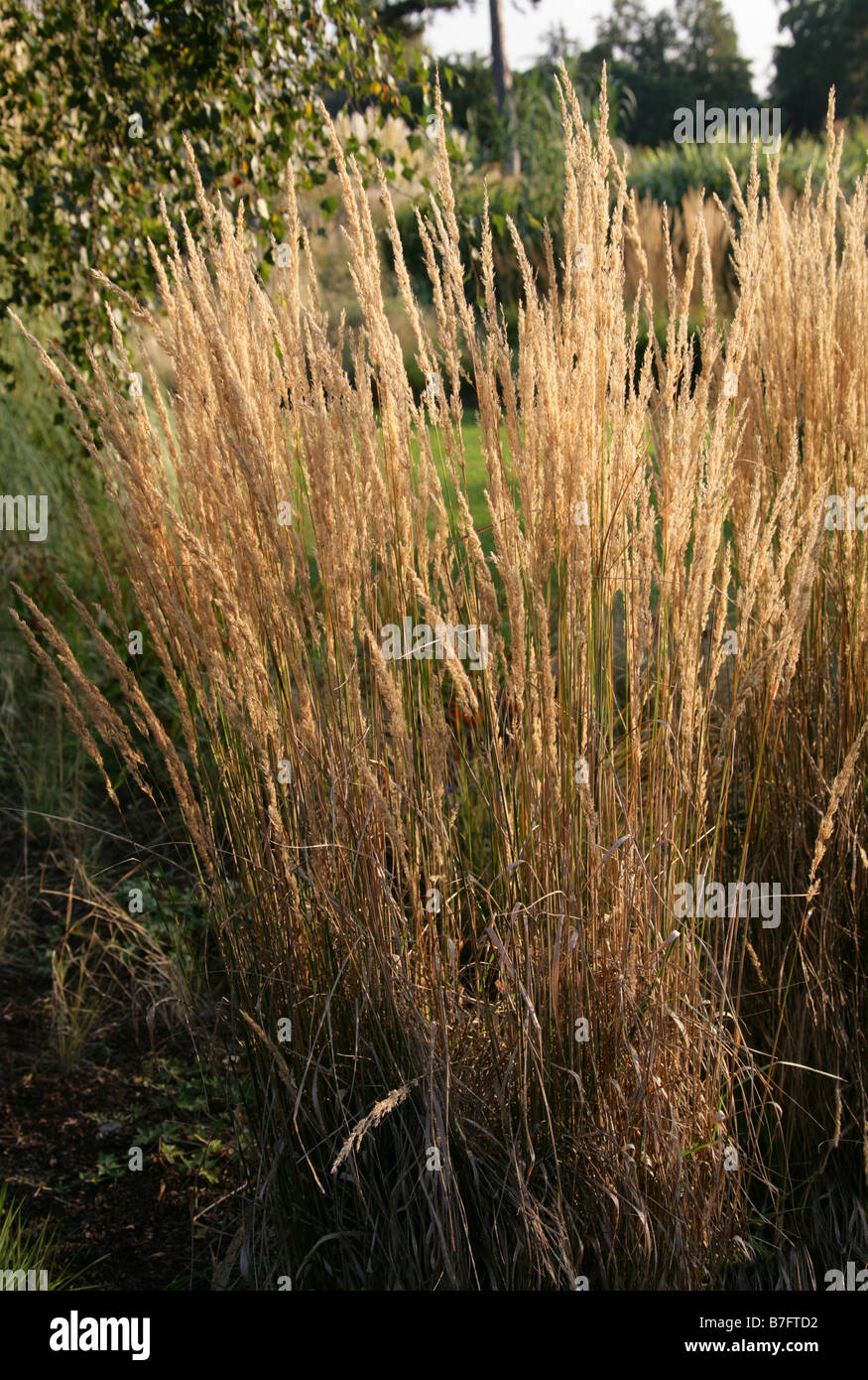 Small-reed or Reedgrass Calamagrostis x acutiflora Karl Foerster Poaceae. Aka Feather Reed Grass. Stock Photo