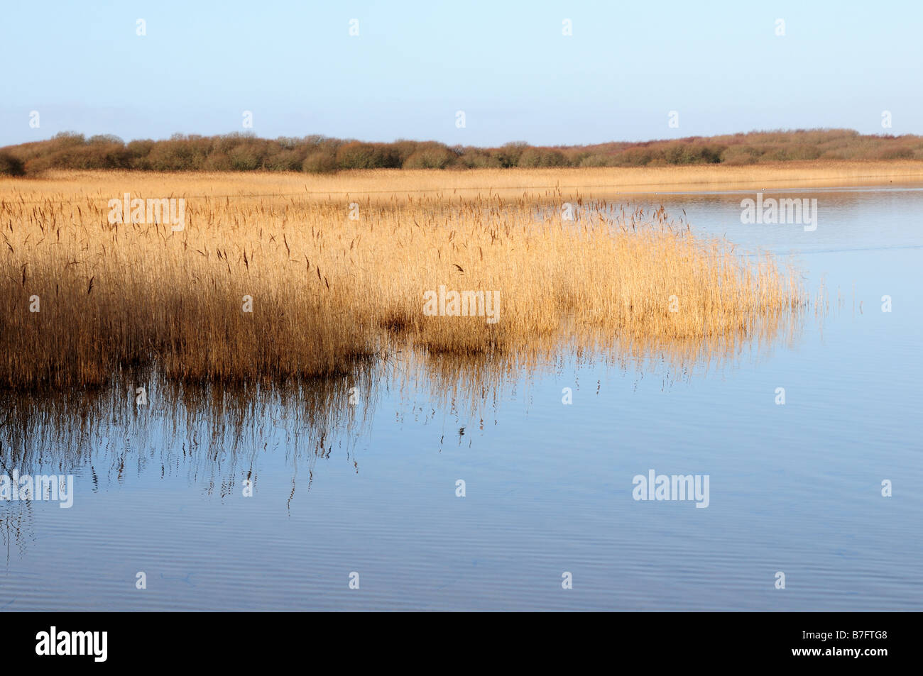 Reed beds Kenfig  Pool National Nature Reserve Mid Glamorgan Wales Stock Photo
