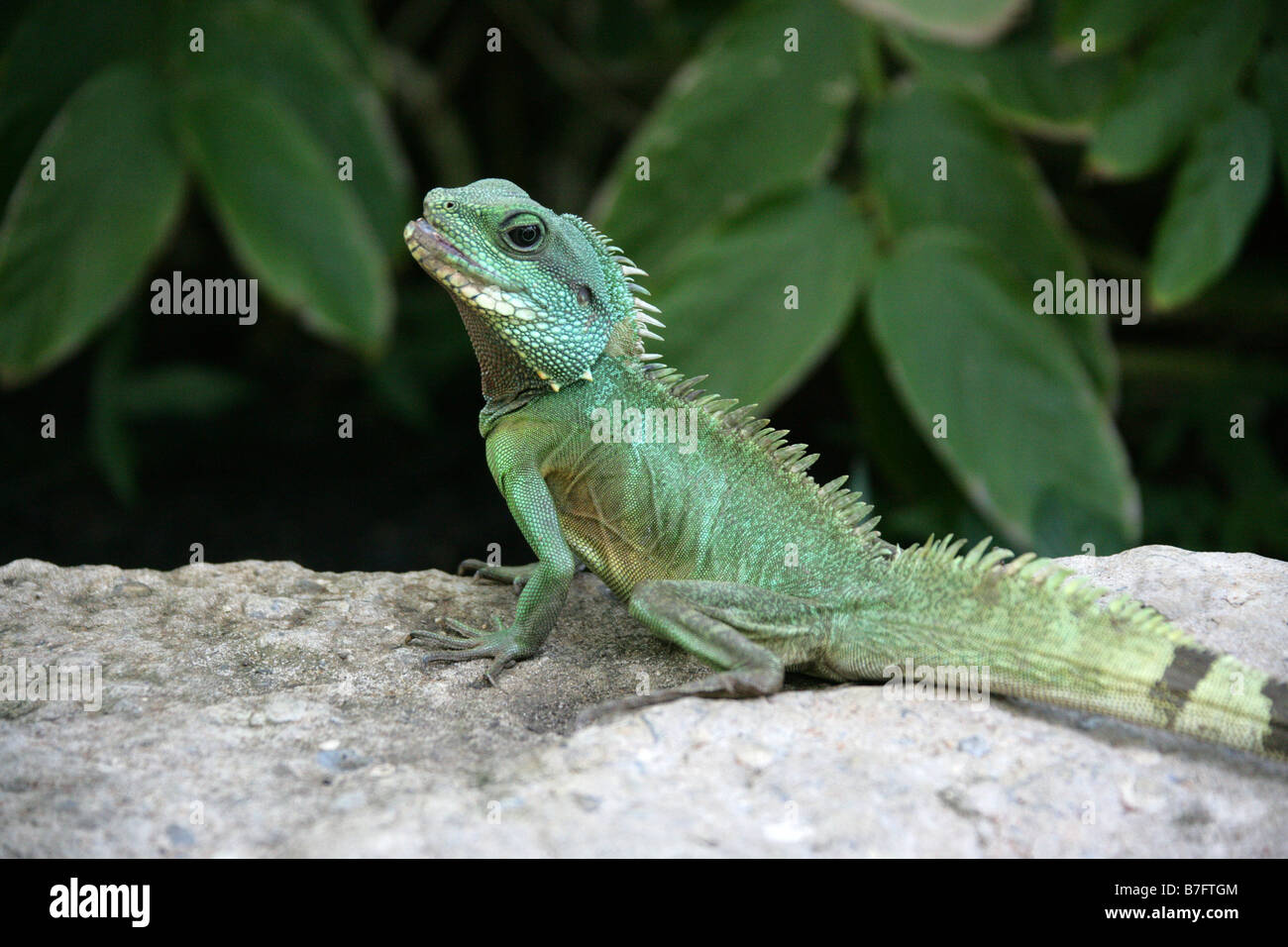 Green Iguana, Iguana iguana, Iguanidae Stock Photo