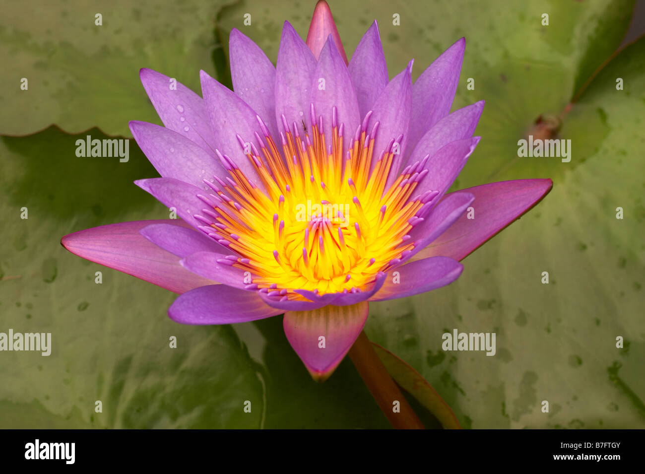 A single pink lotus flower Stock Photo Alamy