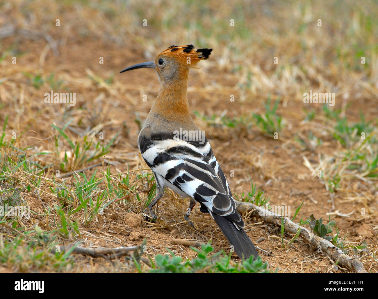 African hoopoe bird looking for insects on the ground in Addo Elephant
