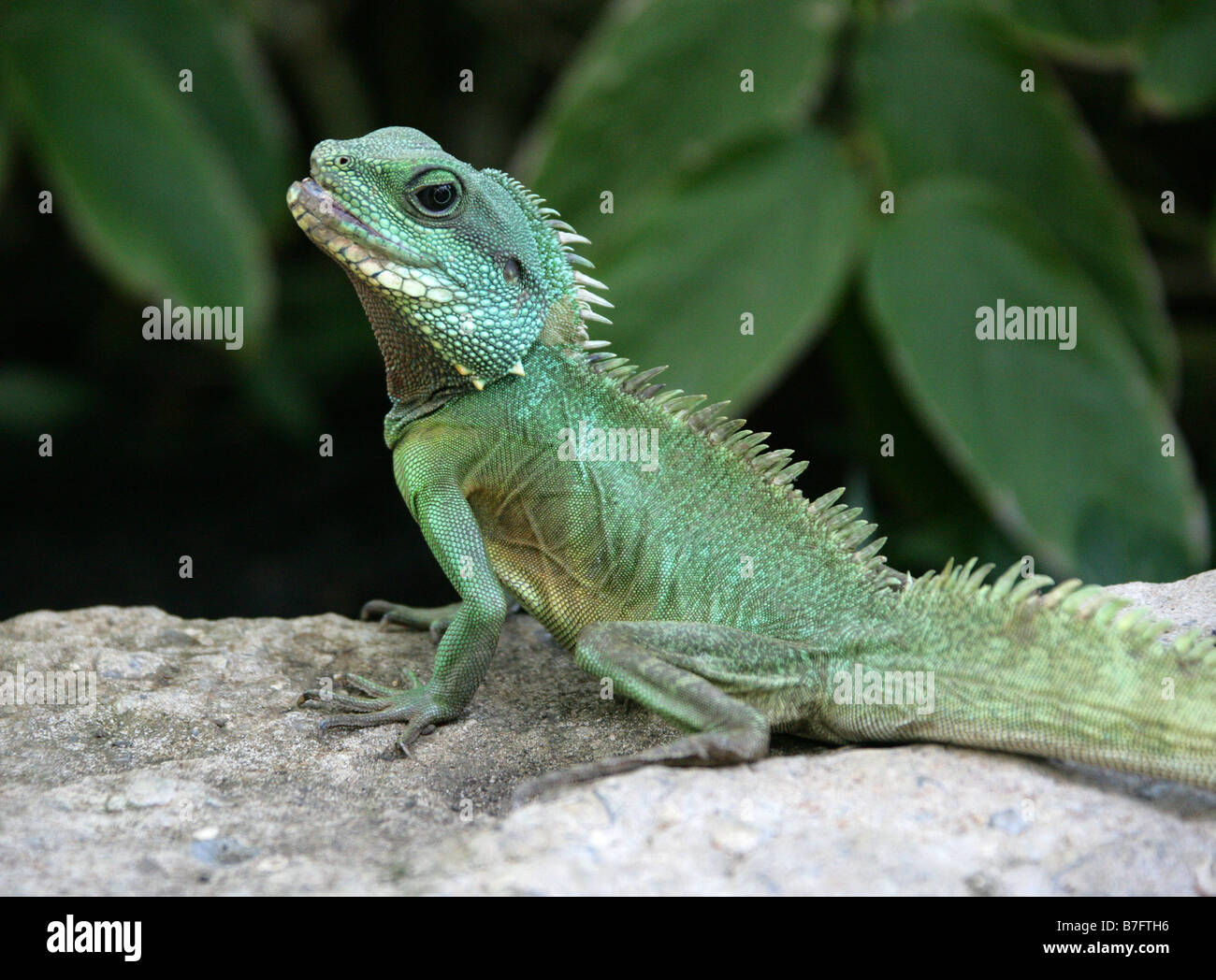 Green Iguana, Iguana iguana, Iguanidae Stock Photo