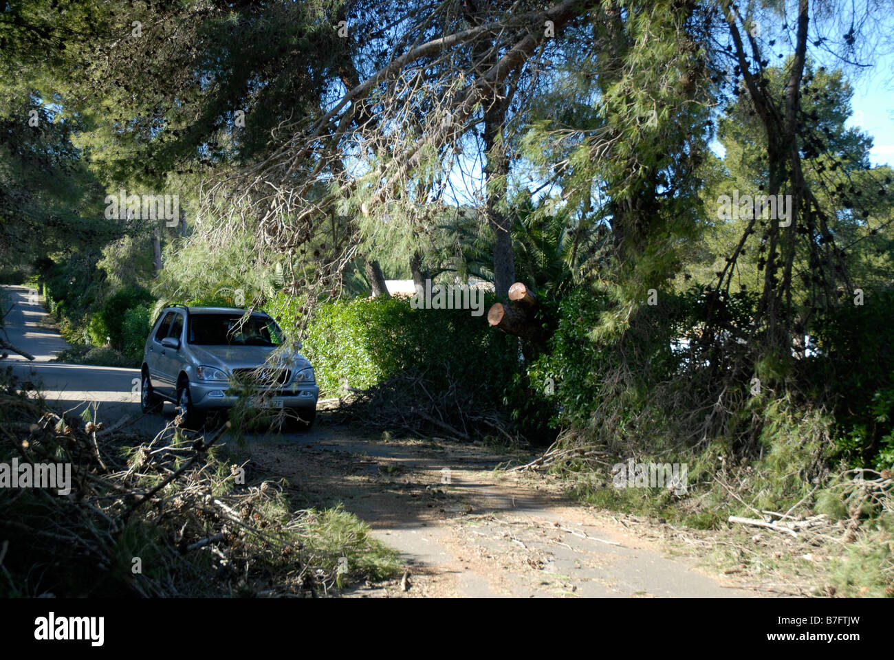 pine trees cleared from road after hurricane force winds in Jan 2009, Javea, Alicante Province, Comunidad Valenciana, Spain Stock Photo
