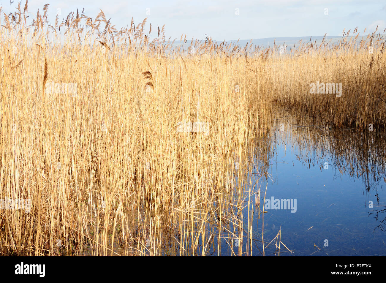 Reed Beds Kenfig Pool national Nature Reserve Mid Glamorgan Wales Stock Photo