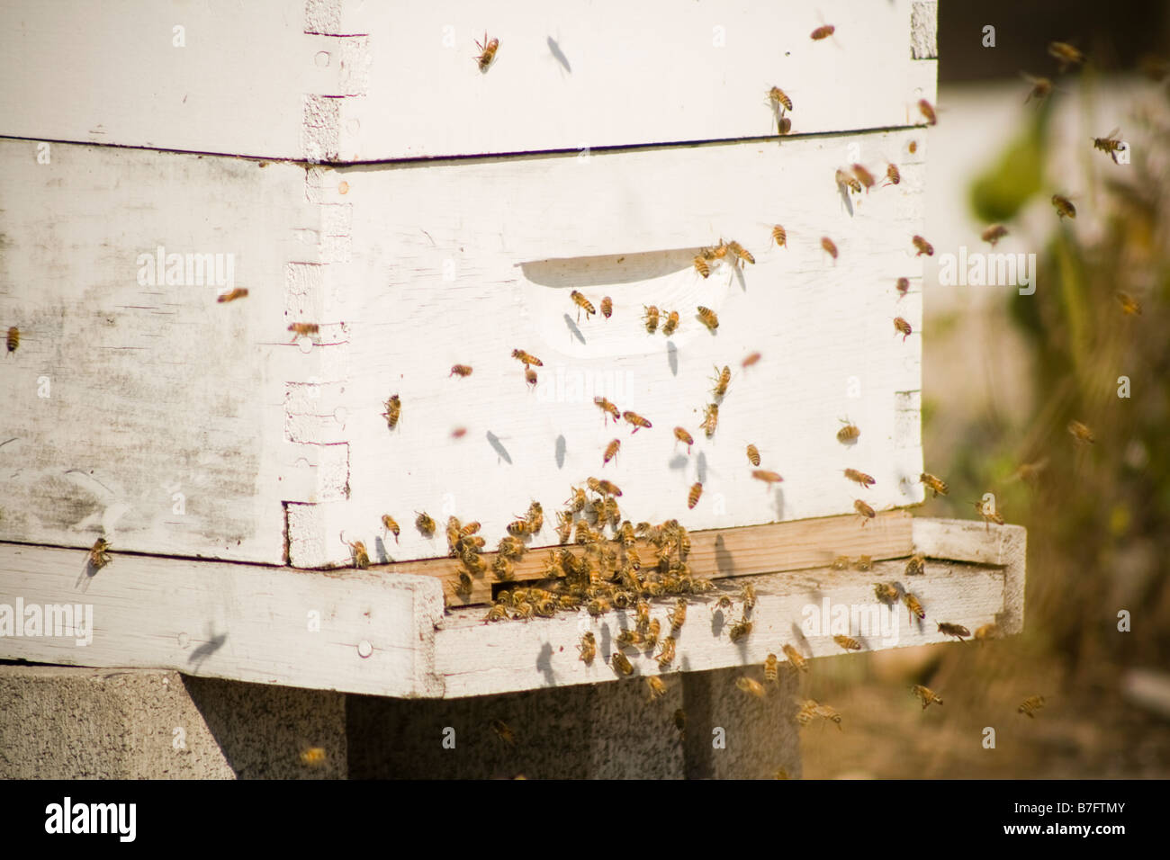 Worker bees returning to the hive Stock Photo Alamy
