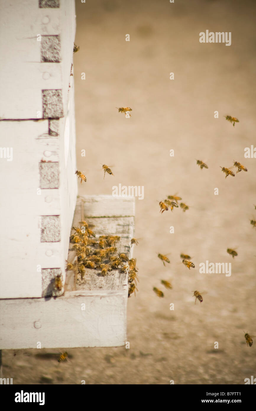 Worker bees returning to the hive Stock Photo Alamy