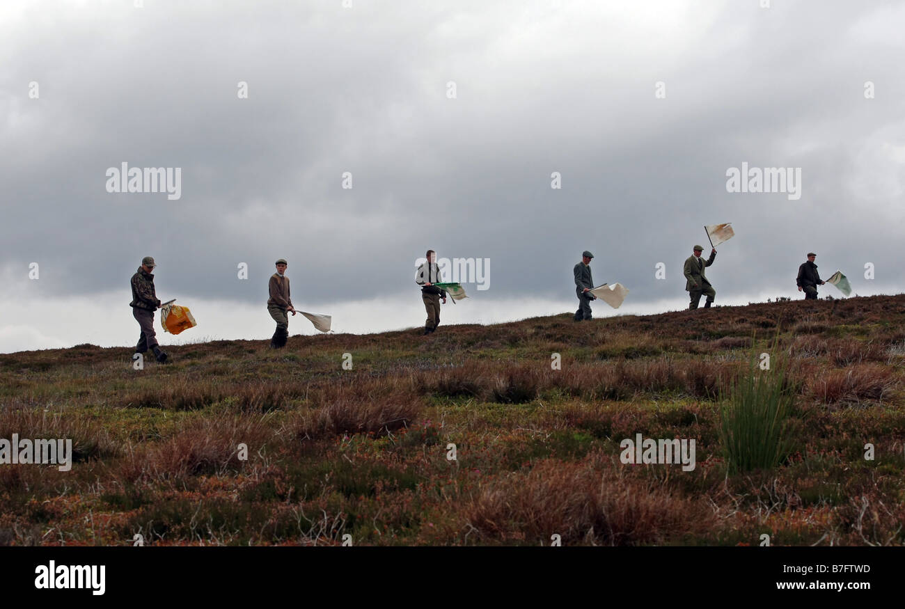 Grouse beaters with flags on a grouse shoot on moors in Scotland, UK