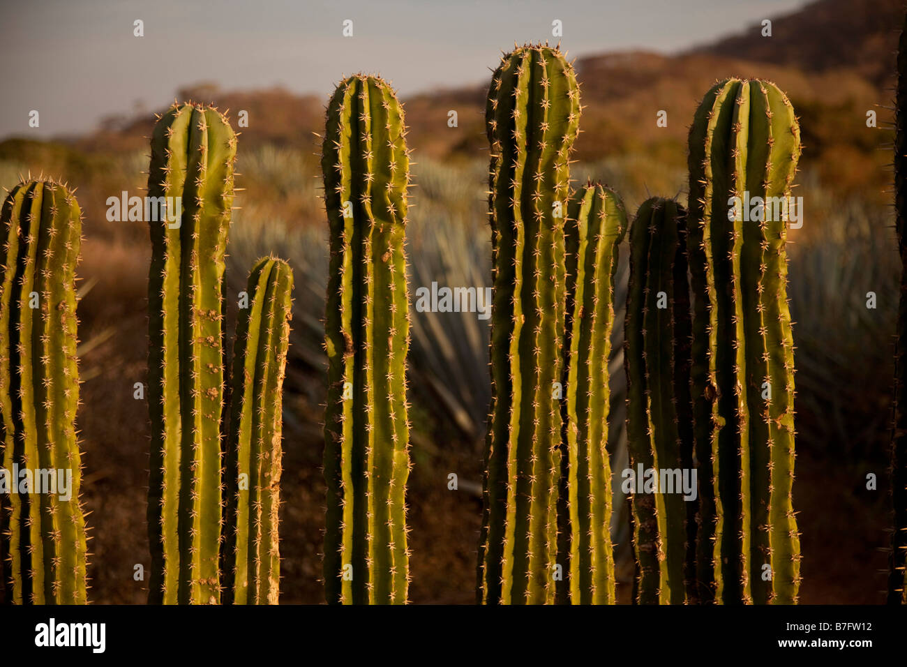 Organ pipe cactus Sinaloa Mexico Stock Photo