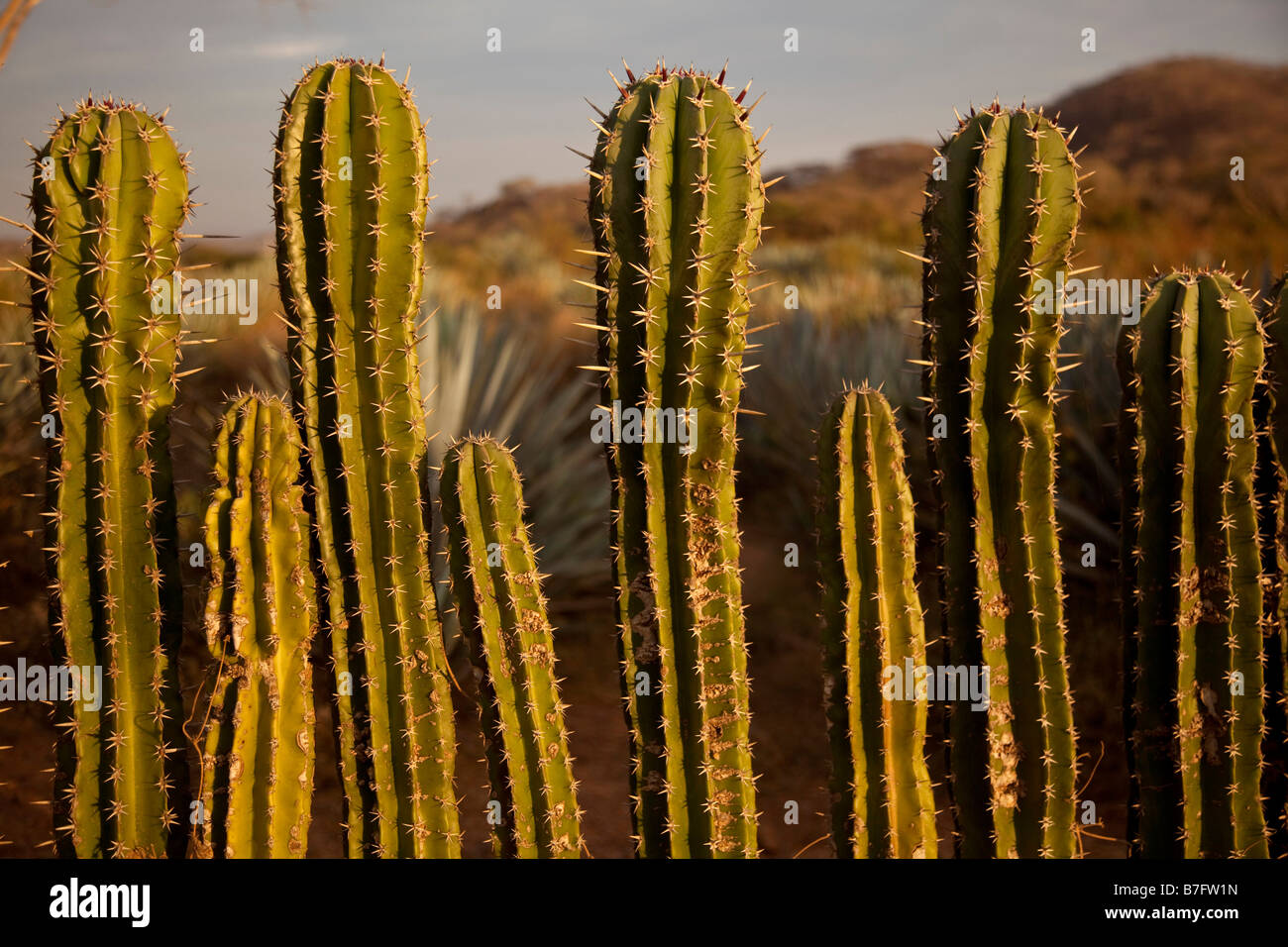 Organ pipe cactus Sinaloa Mexico Stock Photo