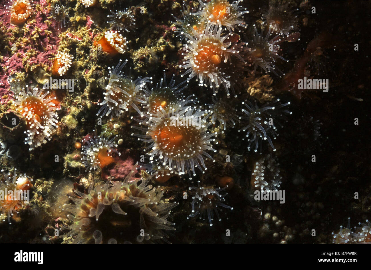 Strawberry anemones, Corynactis californica, Monterey breakwater, California Stock Photo