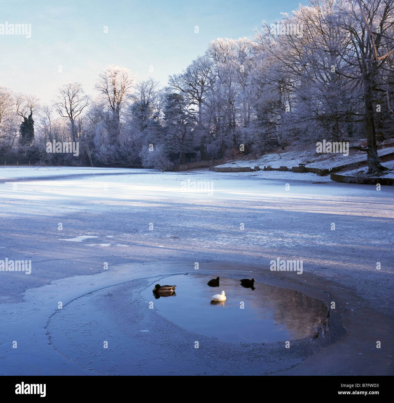 Frozen pond and ducks. Keston, Bromley, Kent, England, UK. Stock Photo