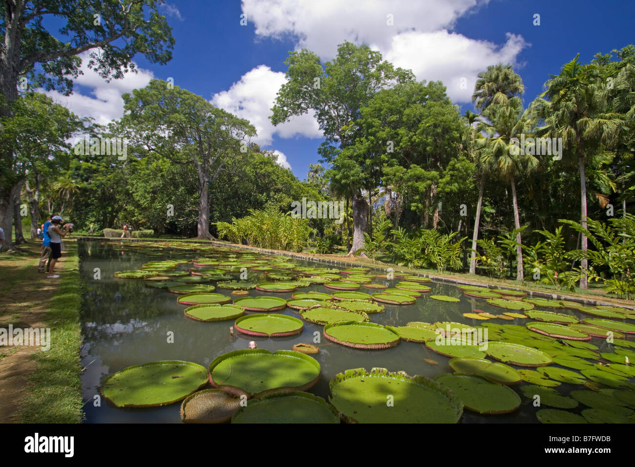 Pamplemousses Garden Water lily tank Mauritius Africa Stock Photo