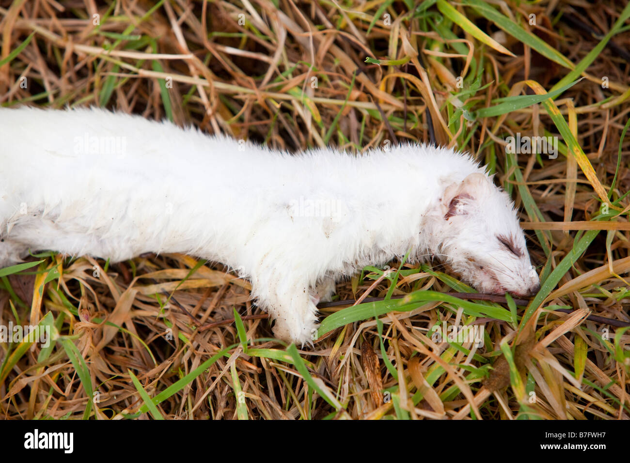 A Stoat in ermine or winter coat this individual was run over by a car Stock Photo