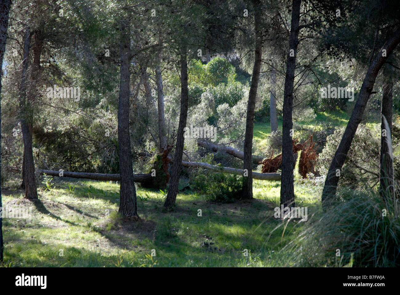 pine trees uprooted in hurricane force winds, Jan 2009, Javea, Alicante Province, Comunidad Valenciana, Spain Stock Photo