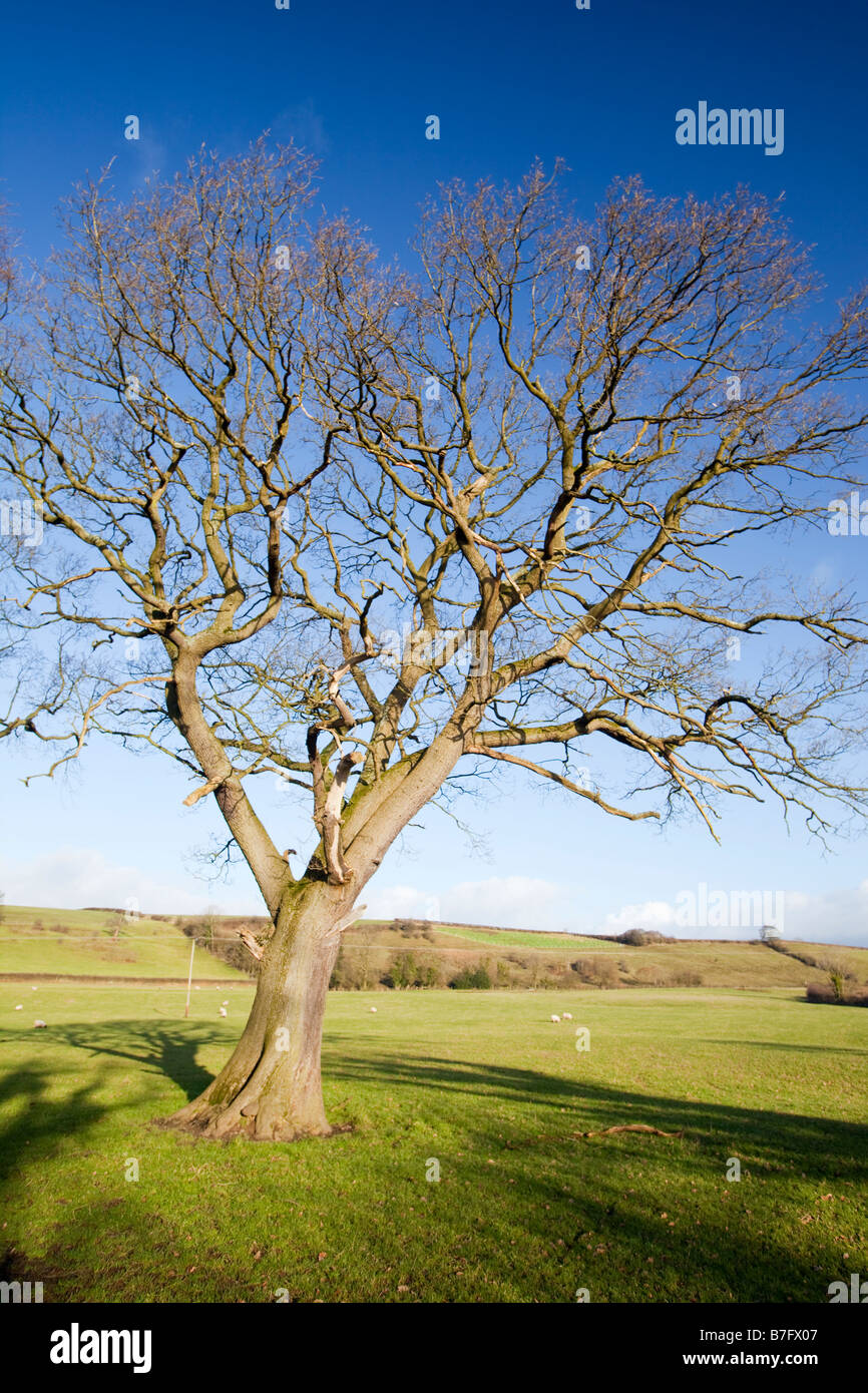 Oak tree in winter field hi-res stock photography and images - Alamy