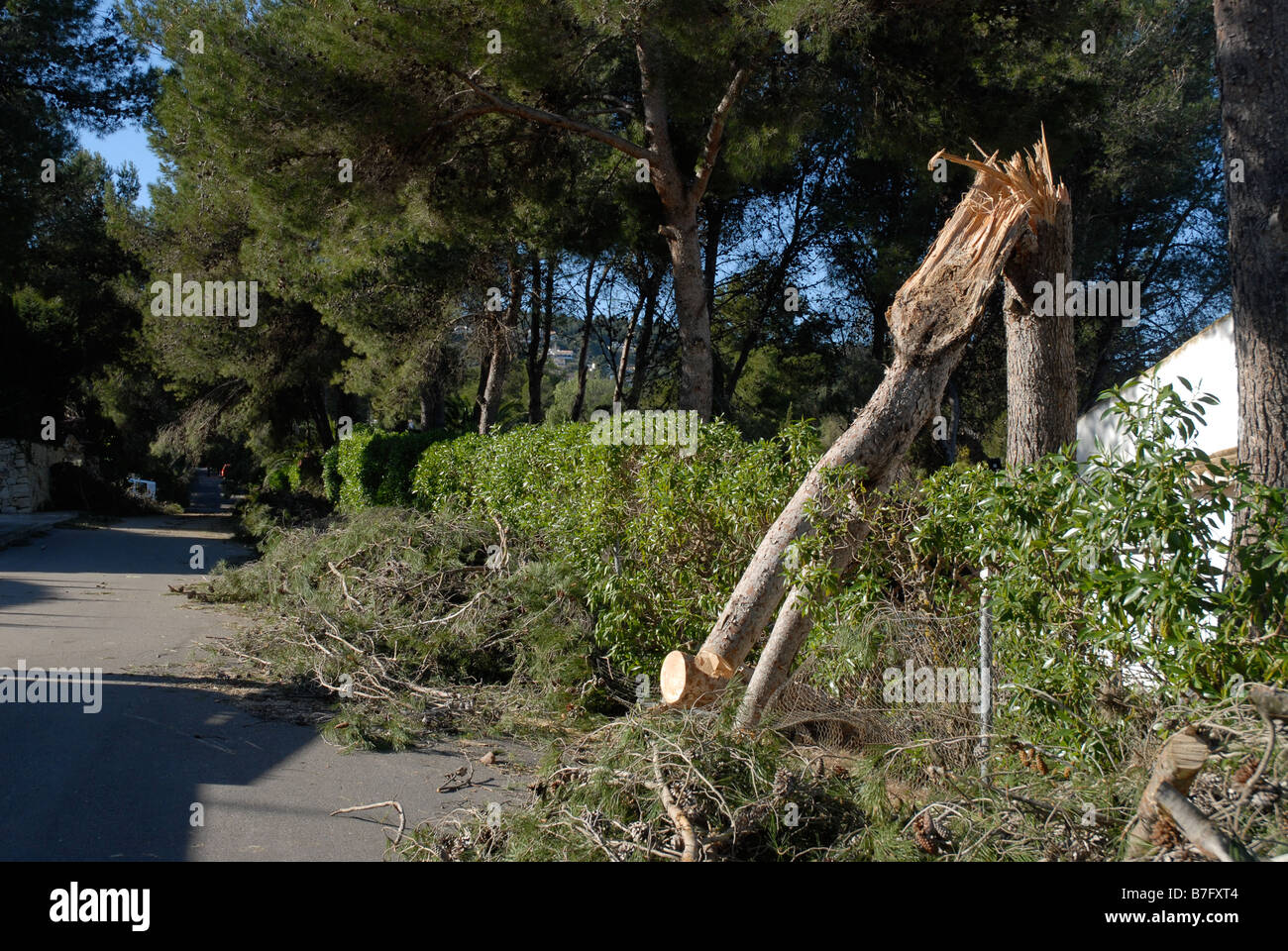 pine tree trunk snapped in hurricane force wind, Javea, Alicante Province, Comunidad Valenciana, Spain Stock Photo