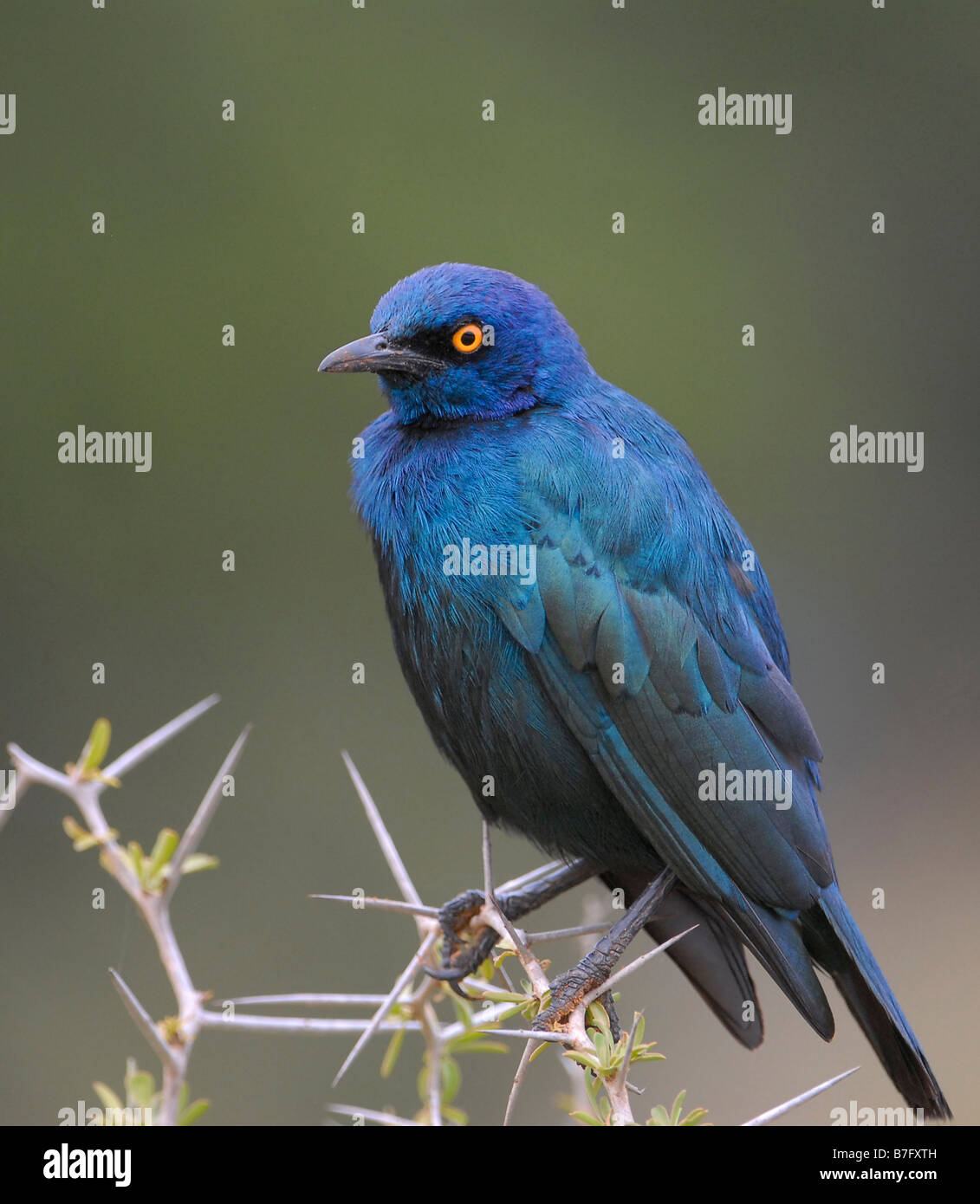 Cape Glossy Starling perched on acacia thorns in Addo Elephant National Park, South Africa Stock Photo