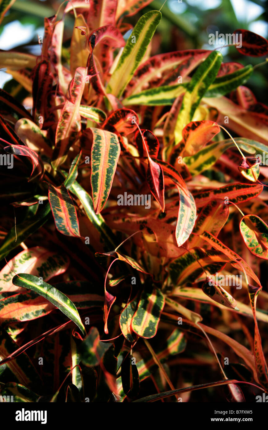 Croton Plant, Codiaeum variegatum var pictum 'Golden Bell' Euphorbiaceae Stock Photo