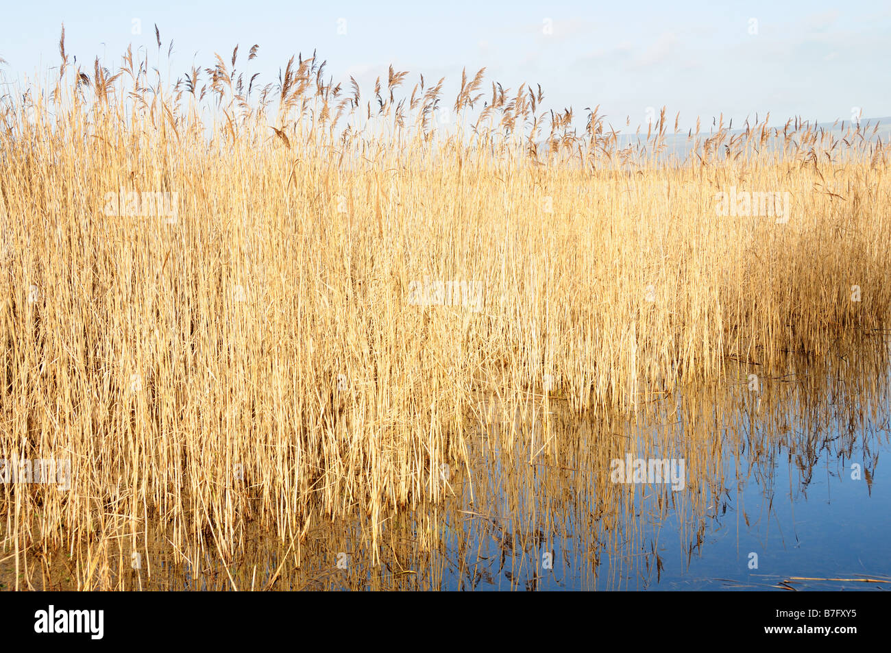 Reed Beds Kenfig Pool National Nature Reserve Mid Glamorgan Wales Stock Photo
