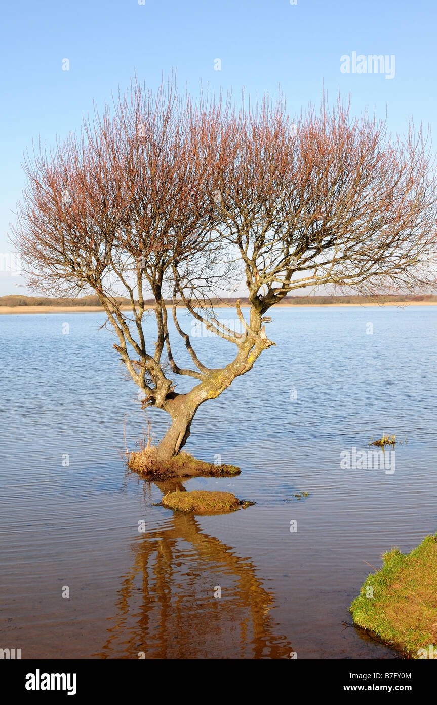 Winter Willow Tree Kenfig Pool National Nature Reserve Mid Glamorgan Wales Stock Photo