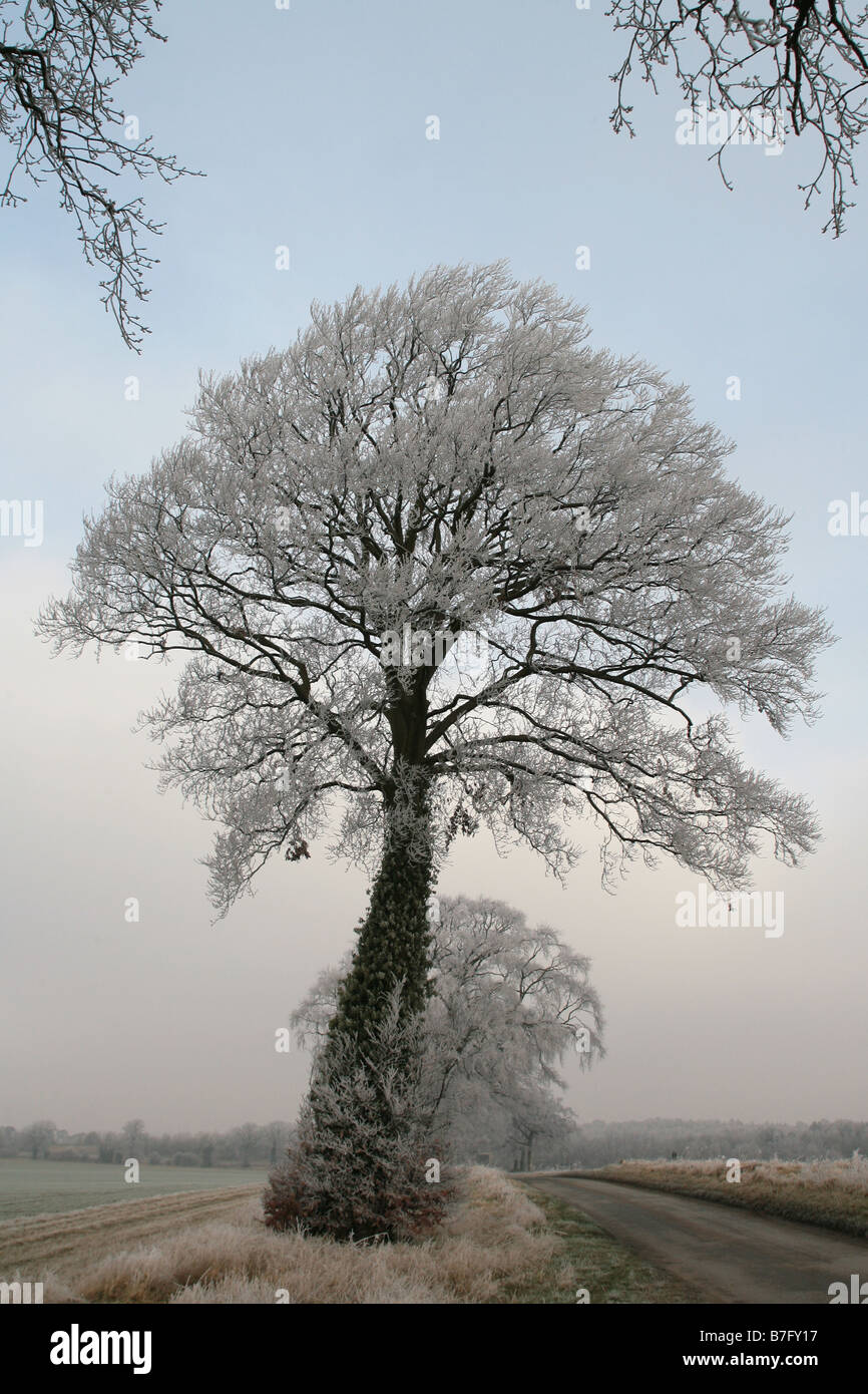 Tree covered in hoar frost Stock Photo - Alamy
