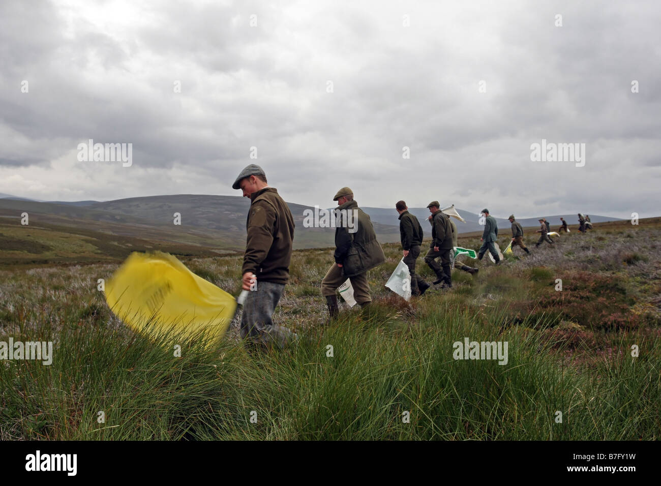 Grouse beaters with flags on a grouse shoot on moors in Scotland, UK