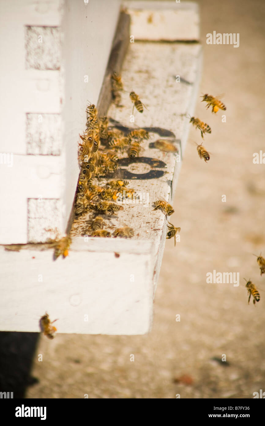 Worker bees returning to the hive Stock Photo Alamy