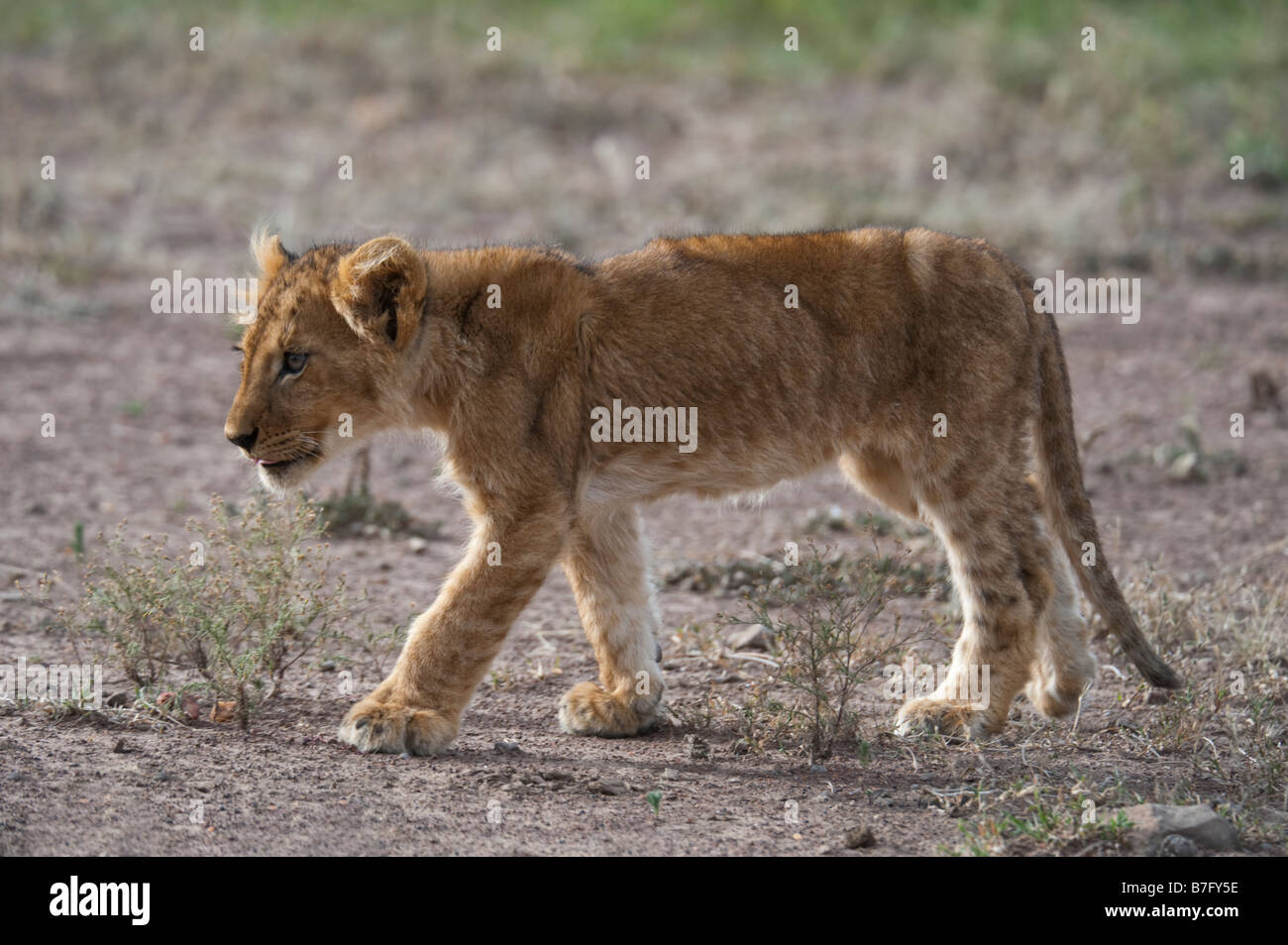 Young lion cub walking along trail Stock Photo