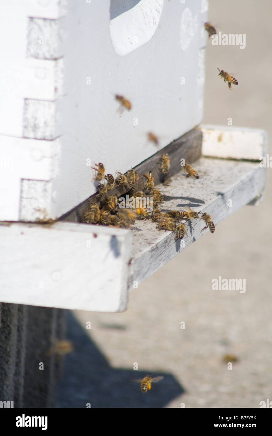 Worker bees returning to the hive Stock Photo Alamy