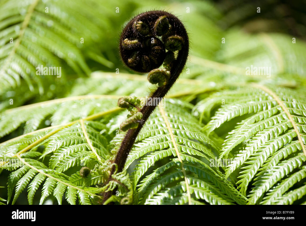 Unfurling frond (Koru) of silver fern (Alsophila dealbata), Marlborough Sounds, Marlborough Region, New Zealand Stock Photo