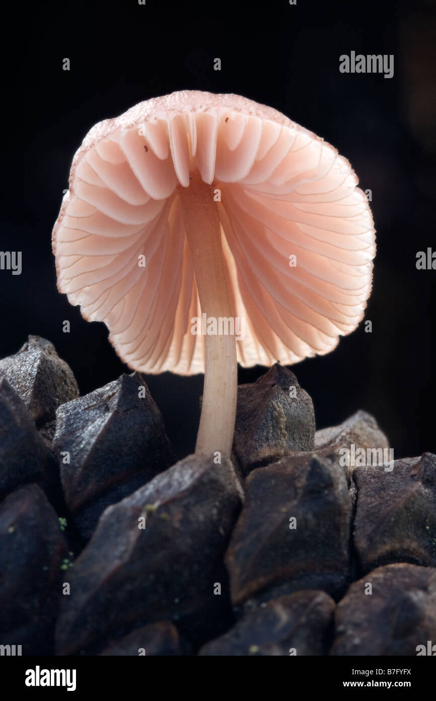 Mushroom growing on a pine cone Stock Photo