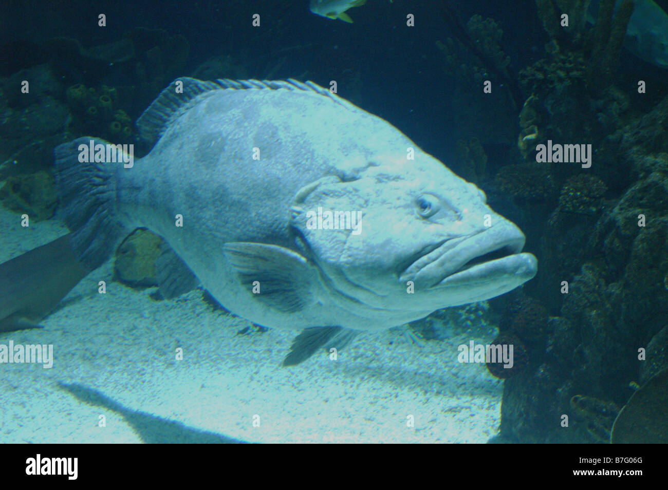 Big Fish - Potato Cod or Potato Grouper in Aquarium Stock Photo