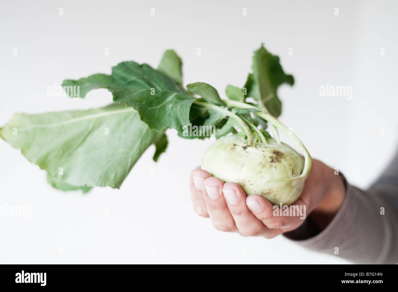 Woman holds a fresh organic Kohl Rabi plant Brassica Oleracea Stock Photo