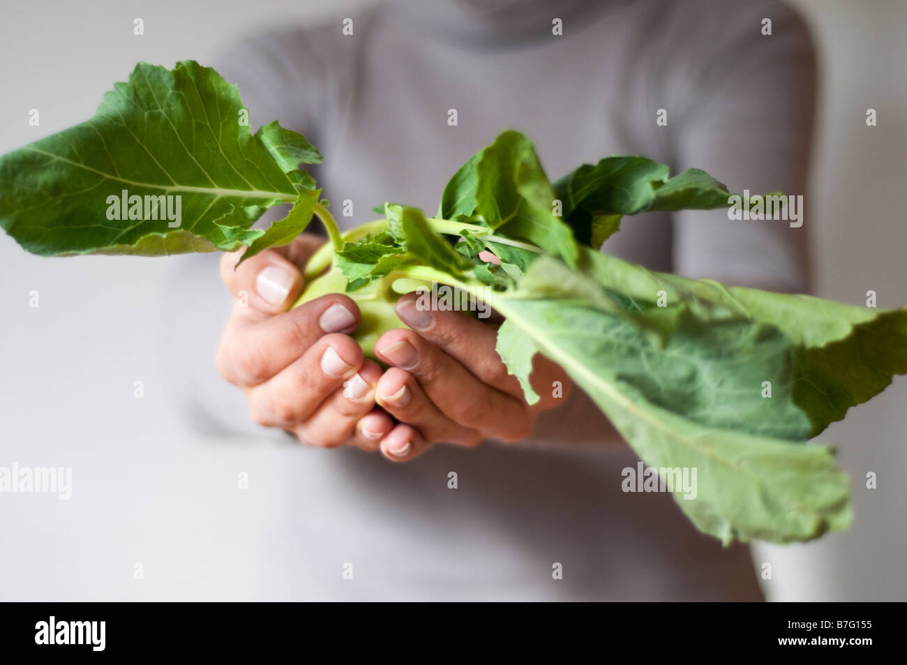 Fresh organic Kohl rabi Brassica oleracea Stock Photo