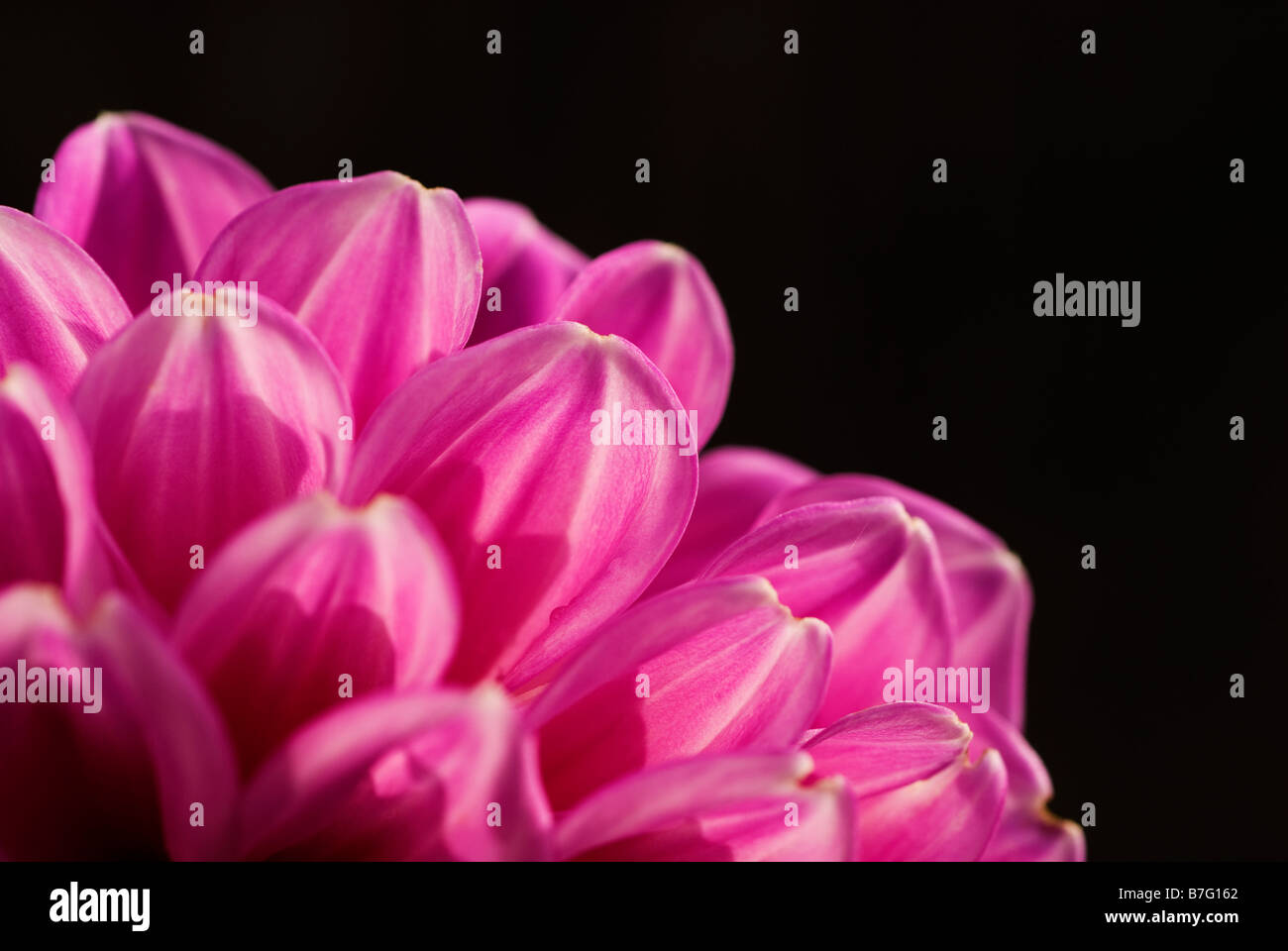 Pink flower in Michigan, USA Stock Photo Alamy