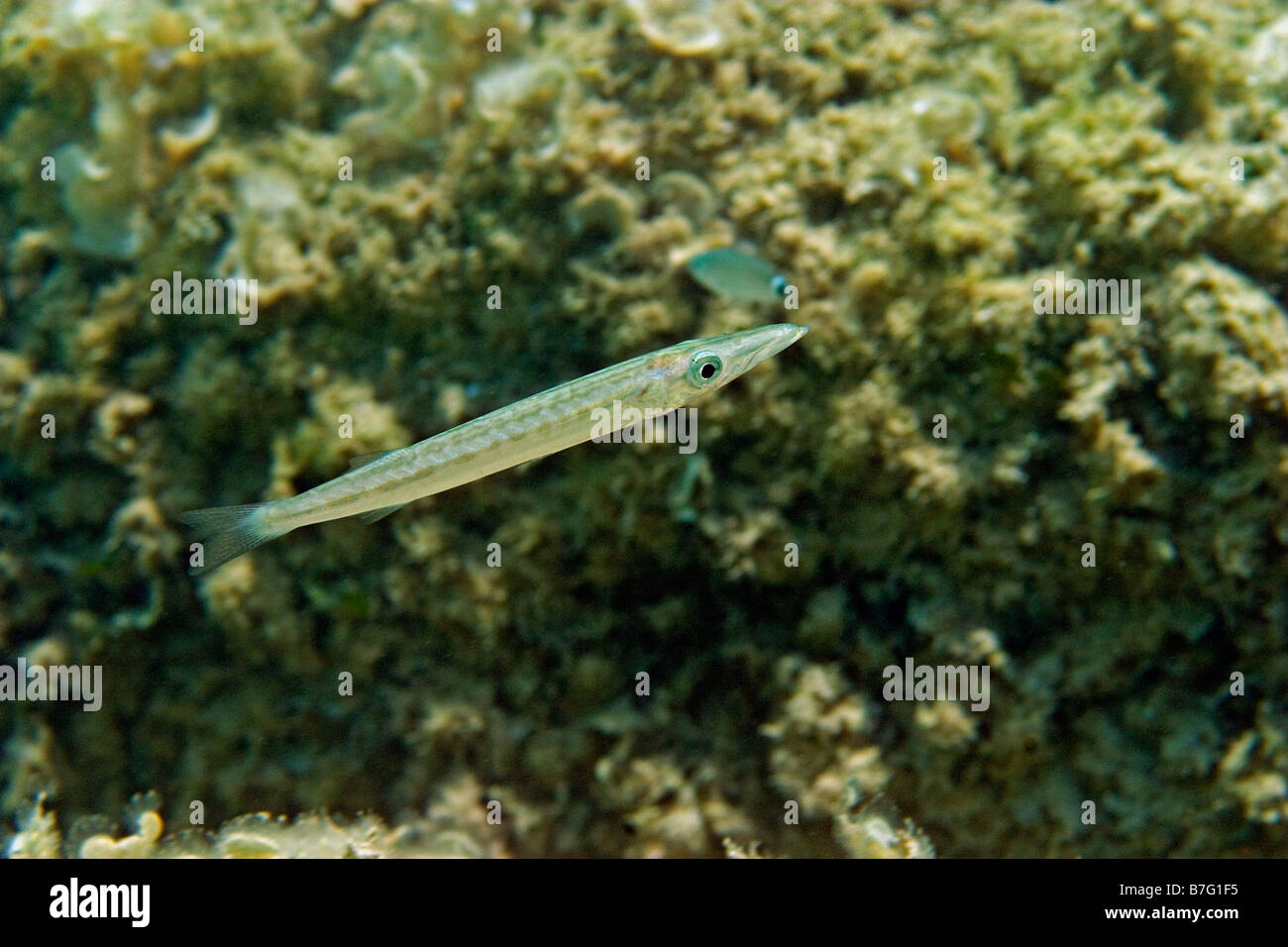 young needlefish in shallow waters Stock Photo