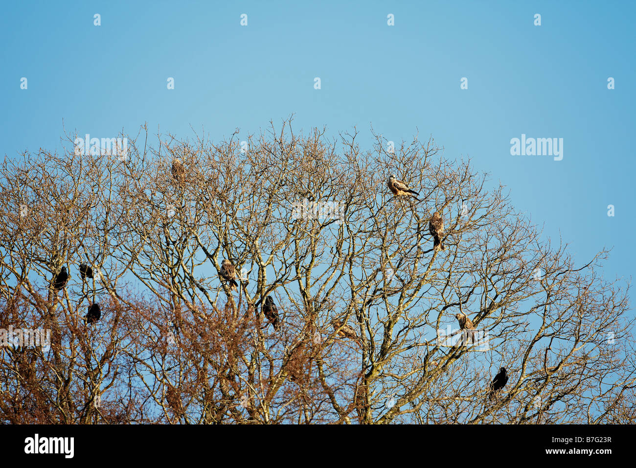 Red Kites and Crows in a Tree at Gigrin Farm, Rhayader, Wales, UK Stock Photo