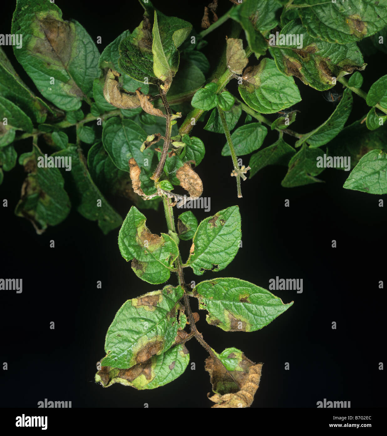 Potato late blight Phytophthora infestans necrotic disease lesions on potato leaves Stock Photo