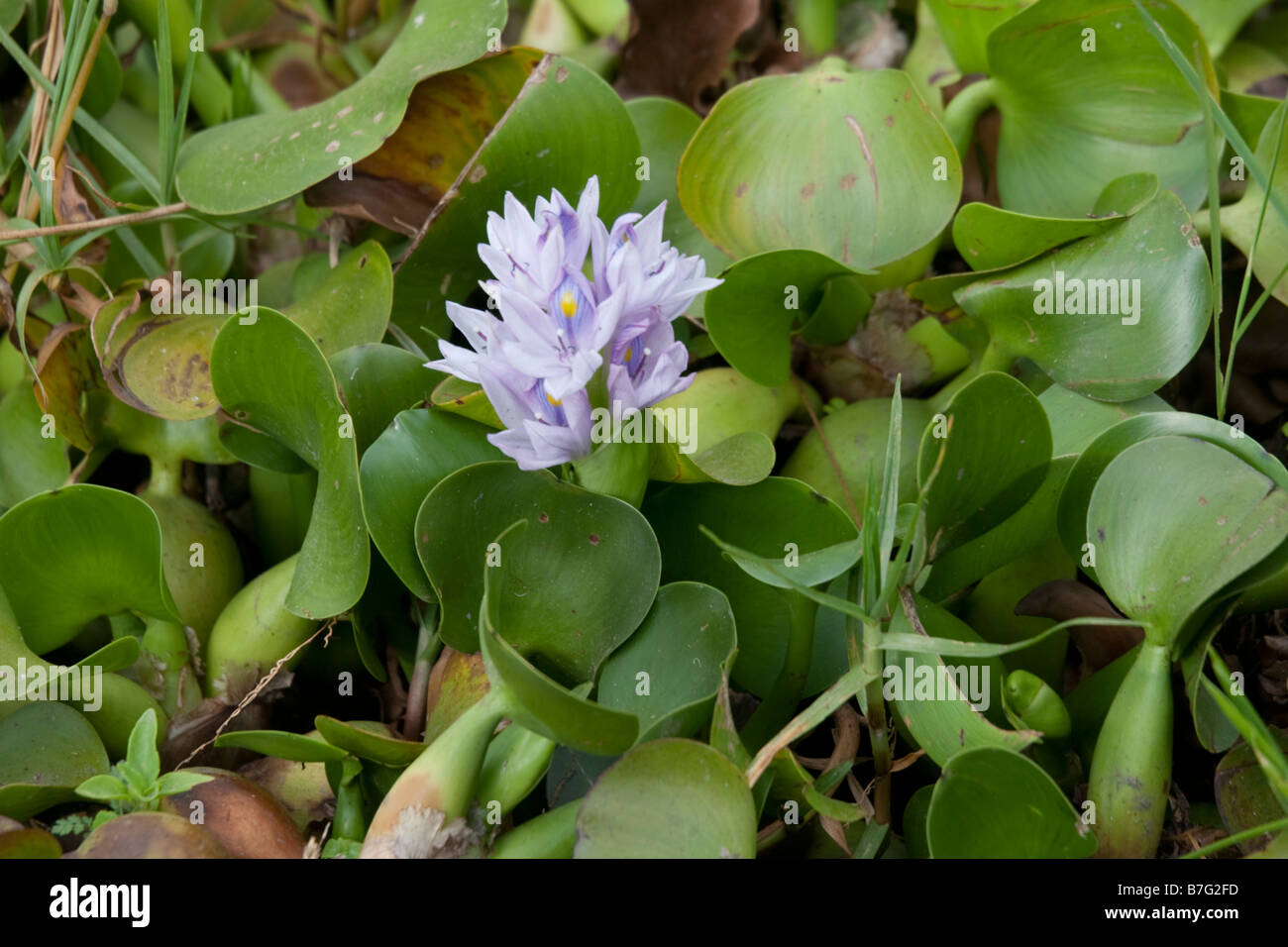 Water hyacinth plants Eichhornia crassipes Lake Naivasha Kenya Stock Photo