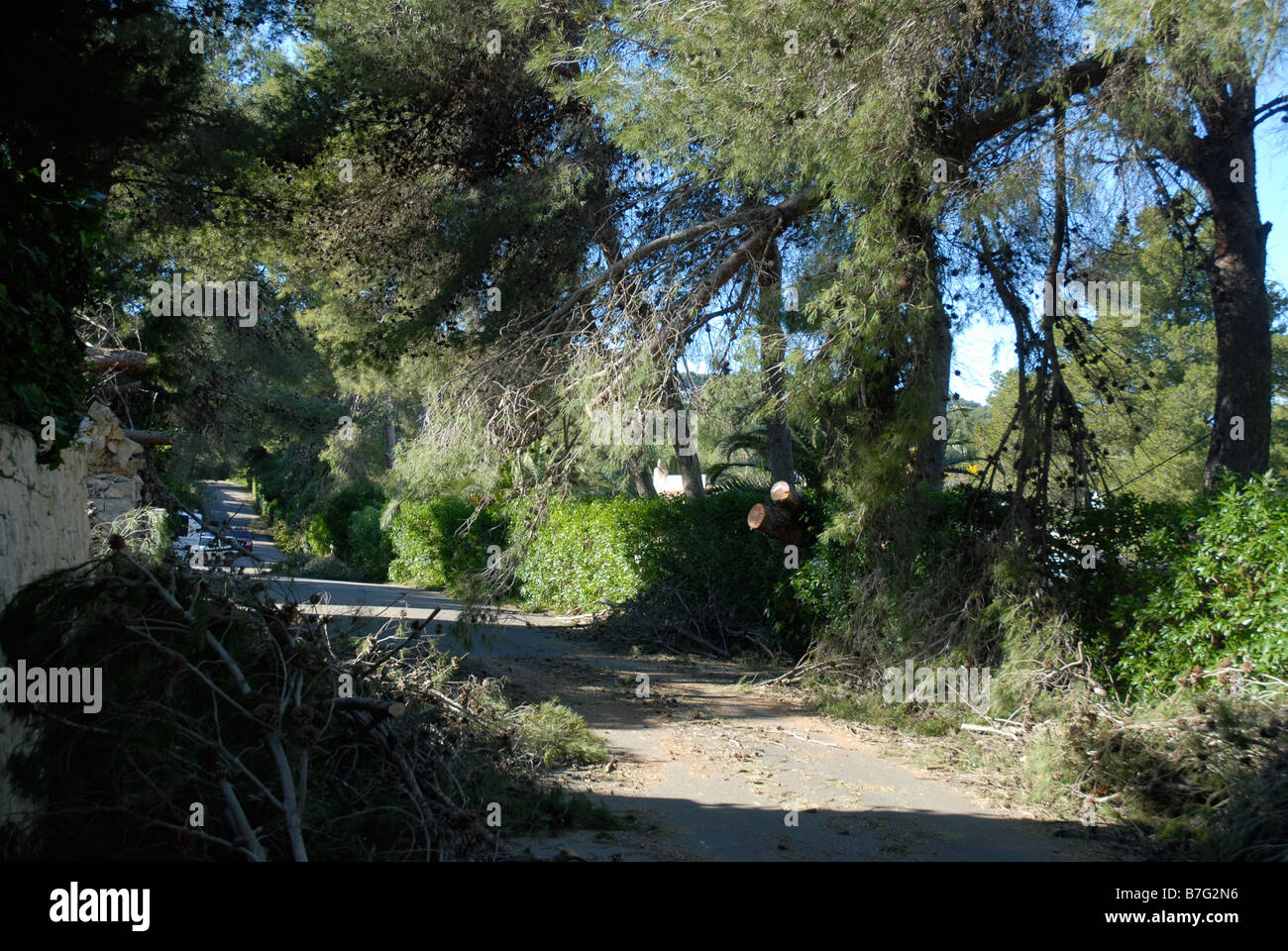 pine trees cleared from road after hurricane force winds in Jan 2009, Javea, Alicante Province, Comunidad Valenciana, Spain Stock Photo