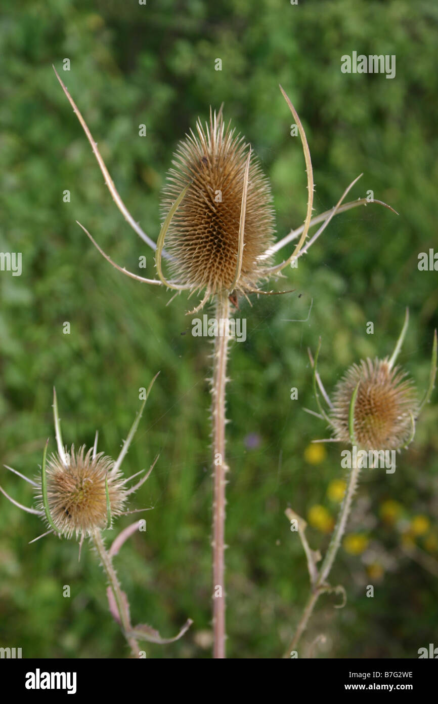 Teazels in the wild, France Stock Photo - Alamy