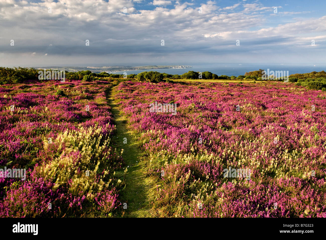 Heather isle of wight hi-res stock photography and images - Alamy