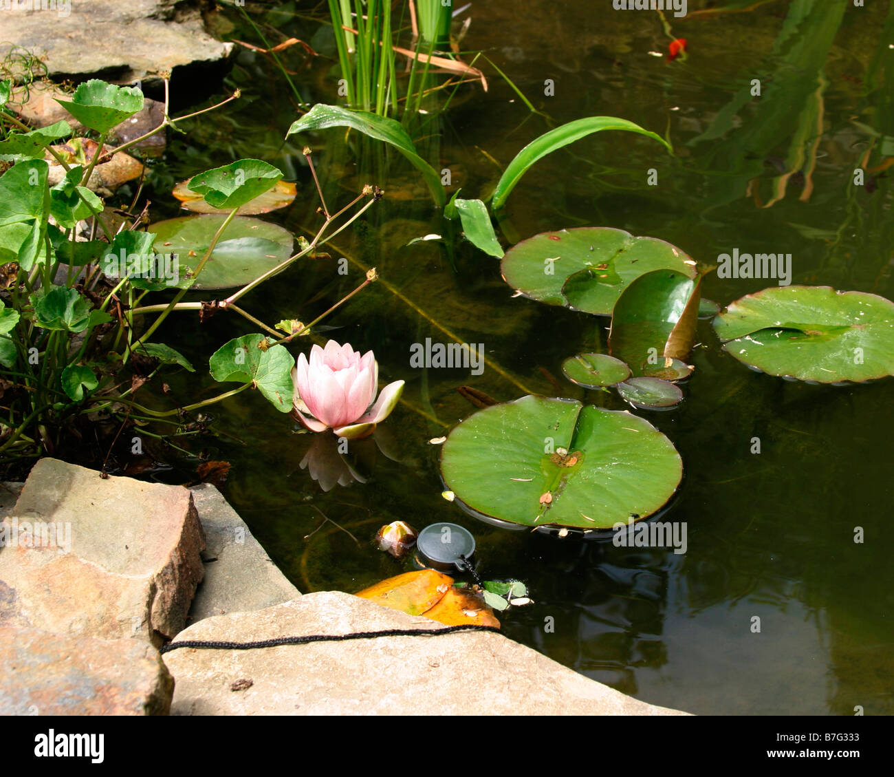 Lily water pond hi-res stock photography and images - Alamy