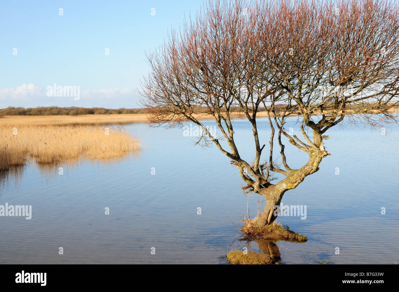 Winter Willow Tree and Reed Beds Kenfig Pool National Nature Reserve Mid Glamorgan Wales Stock Photo